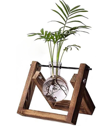 Glass Plant Terrarium with Wooden Stand